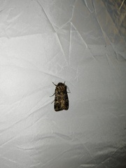 Sideridis reticulata