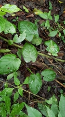Syngonium macrophyllum