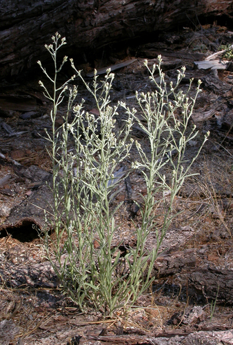Thermische pseudognaphalium (Pseudognaphalium thermale)