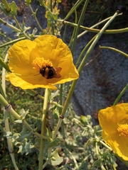 Bombus terrestris dalmatinus