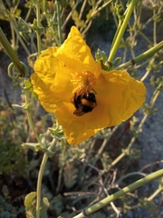 Bombus terrestris dalmatinus