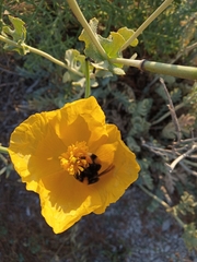 Bombus terrestris dalmatinus