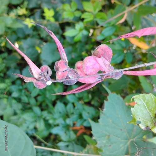Sumac Gall Aphid photo 5