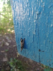 Clostera anastomosis