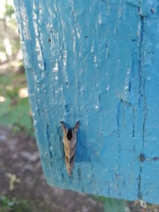 Clostera anastomosis