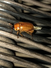 Cyclocephala pasadenae