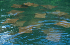 Rhinoptera steindachneri