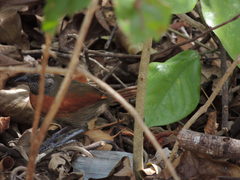 Synallaxis erythrothorax