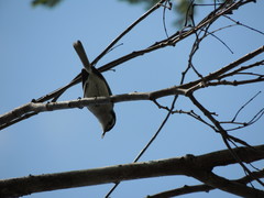 Polioptila bilineata