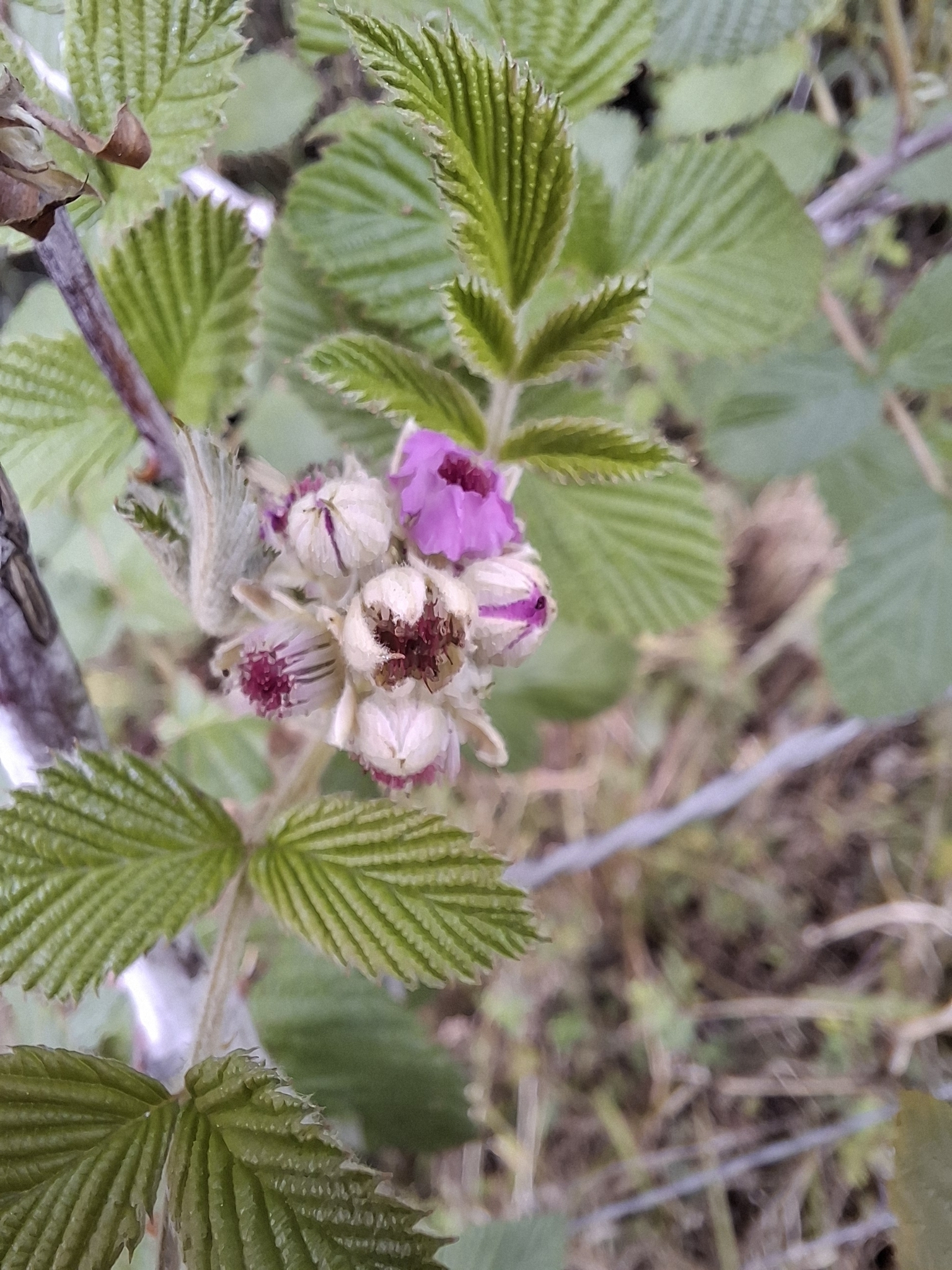 Rubus niveus