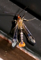 Synanthedon acerni
