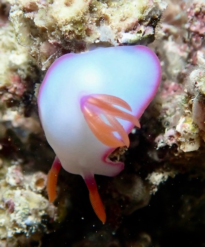Hypselodoris brycei