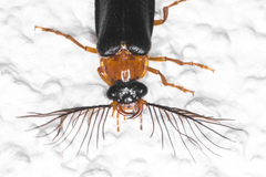 Zarhipis integripennis