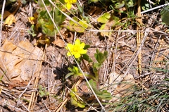 Ranunculus occidentalis occidentalis