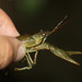Northern Clearwater Crayfish - Photo no rights reserved, uploaded by Scott Loarie