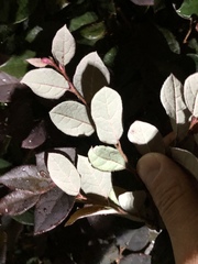 Loropetalum chinense