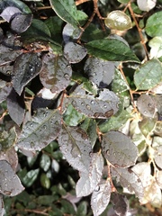 Loropetalum chinense