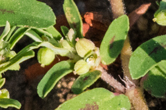 Euphorbia maculata