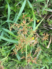 Rhynchospora corymbosa