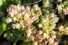 Polycarpon tetraphyllum