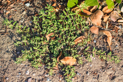 Euphorbia maculata