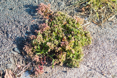 Polycarpon tetraphyllum