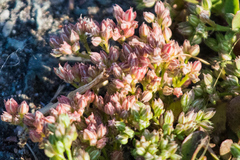 Polycarpon tetraphyllum