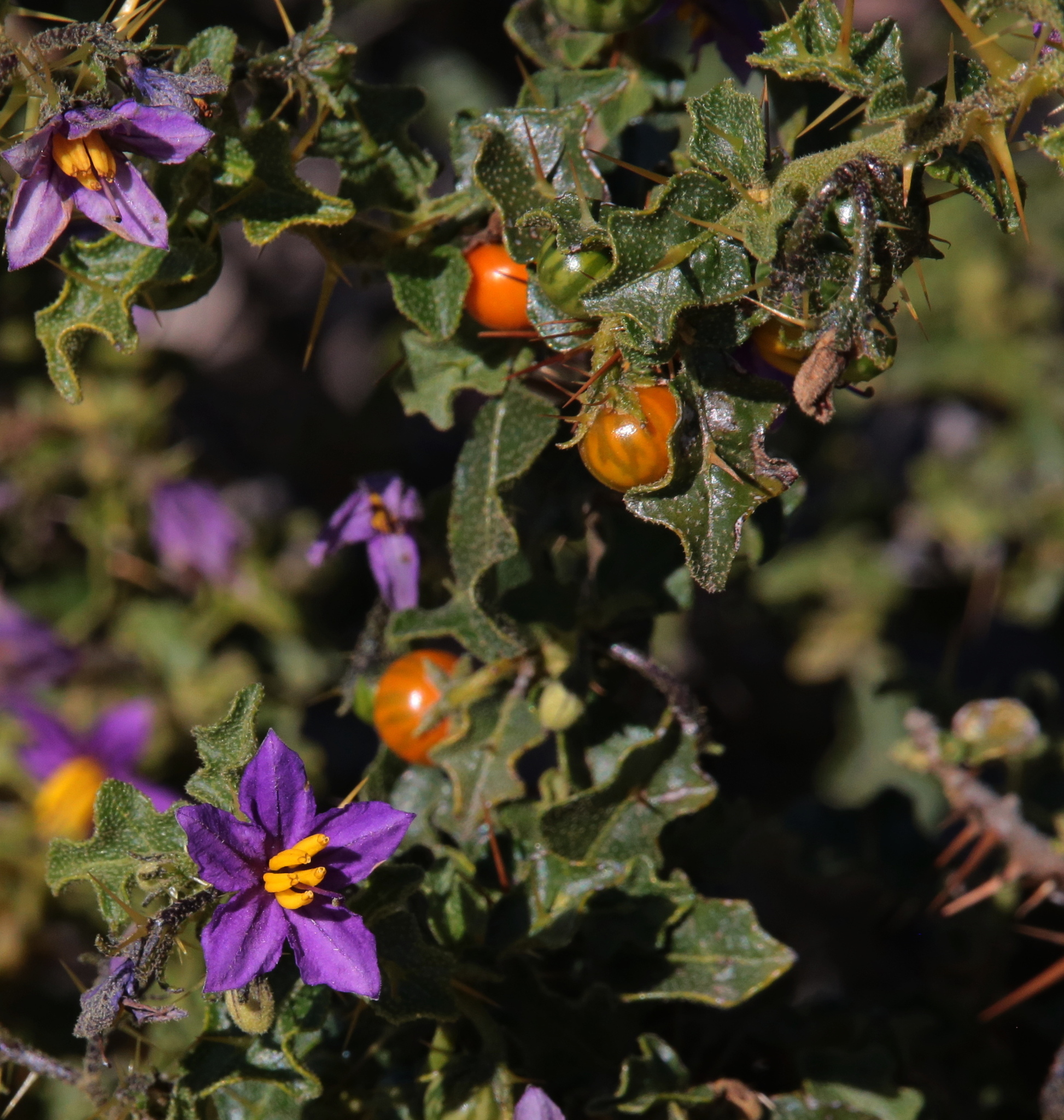 Solanum humile