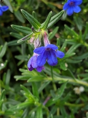 Glandora prostrata