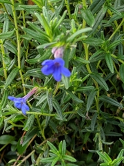 Glandora prostrata