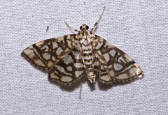 Lygropia rivulalis