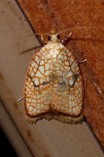 Maple Leaftier Moth photo 3