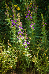 Penstemon spectabilis spectabilis