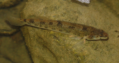 Etheostoma olmstedi