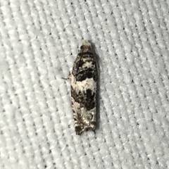Olethreutes fasciatana