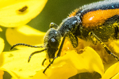 Eupompha elegans elegans