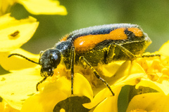 Eupompha elegans elegans