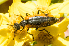 Eupompha elegans elegans