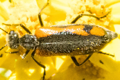 Eupompha elegans elegans