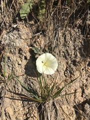 Calystegia collina