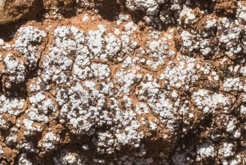 Trapeliopsis glaucopholis
