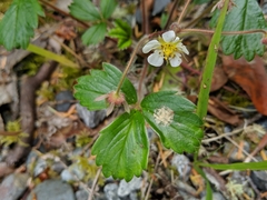 Fragaria chiloensis