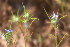 Eriastrum filifolium