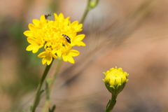 Chaenactis glabriuscula