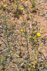Chaenactis glabriuscula