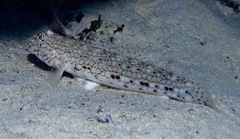 Istigobius decoratus