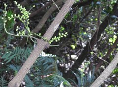 Gnetum luofuense