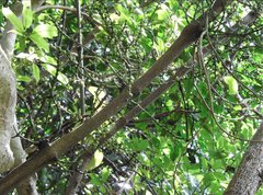 Gnetum luofuense