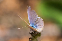 Leptotes marina