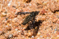 Conophorus fenestratus